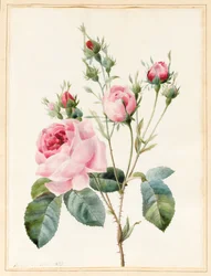 Rose rose et boutons, 1832